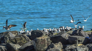 16th May 2018 - half gulls on the rocks, half ocean