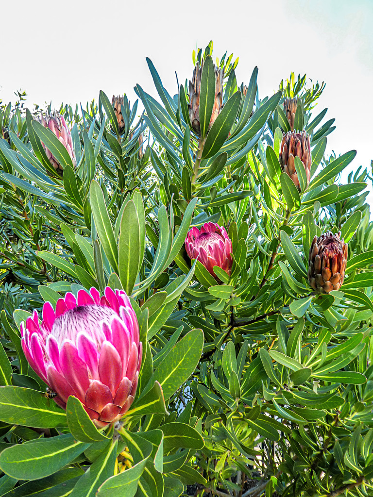 More Proteas by ludwigsdiana