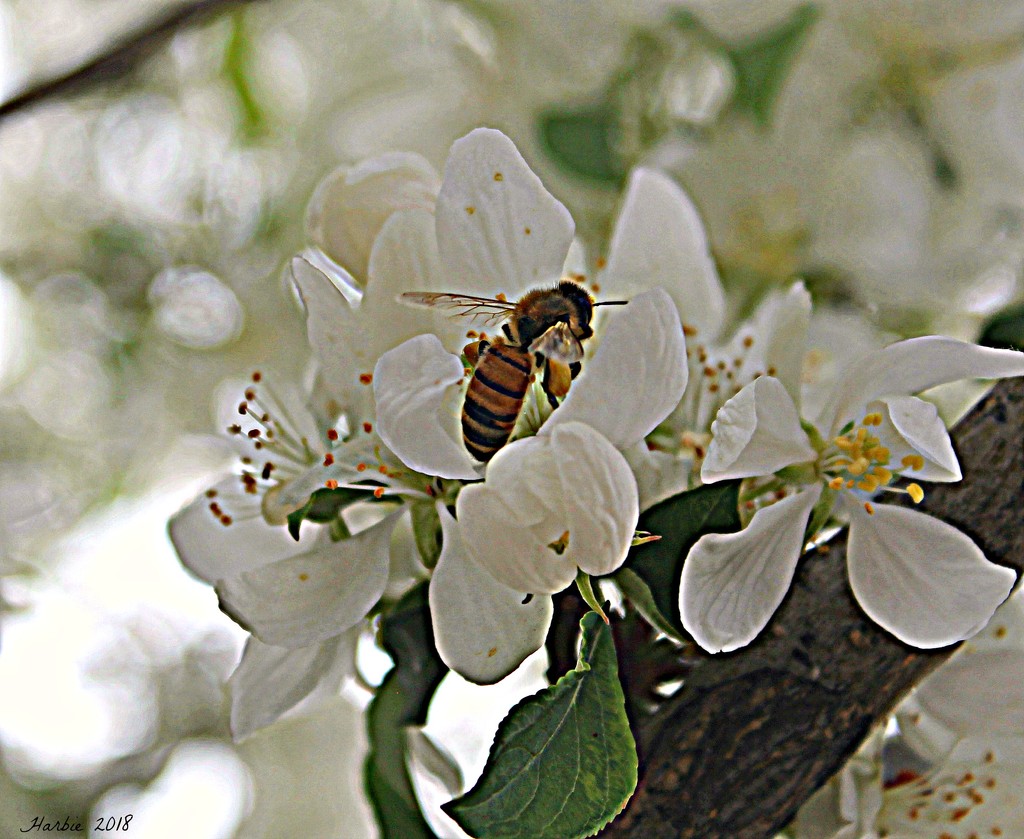 Bee and Blossoms by harbie