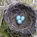 Blackbird nest by steveandkerry