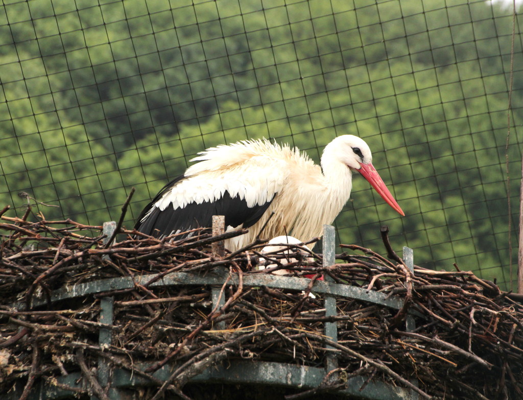 Stork's nest by busylady