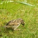 Sparrow by mattjcuk