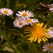 Yellow dandy amongst the daisies....... by ziggy77