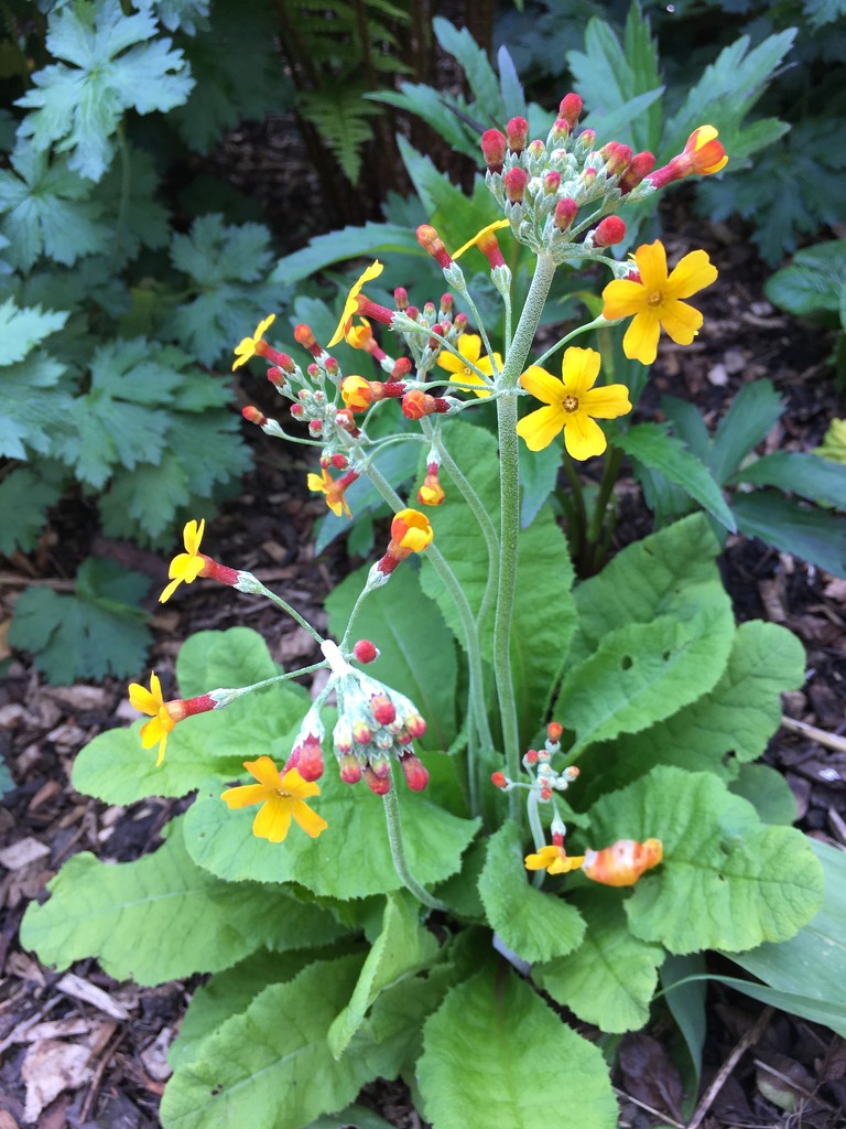 Primula Chungensis by 365projectmaxine