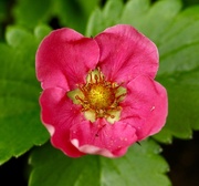 16th May 2018 - Pink strawberry plant