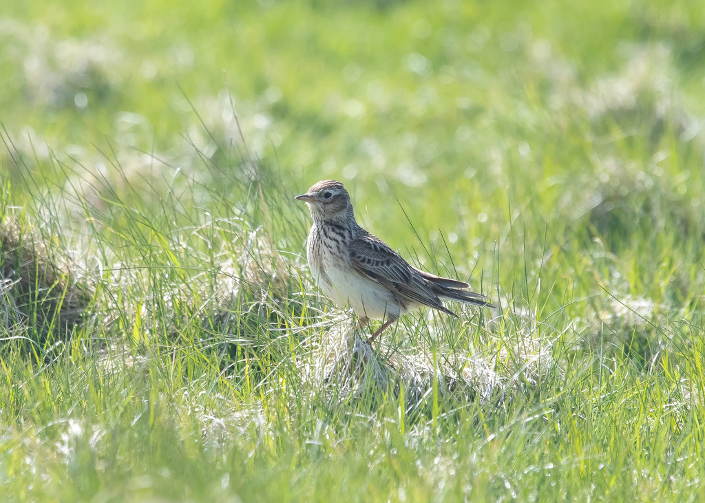 Skylark by lifeat60degrees