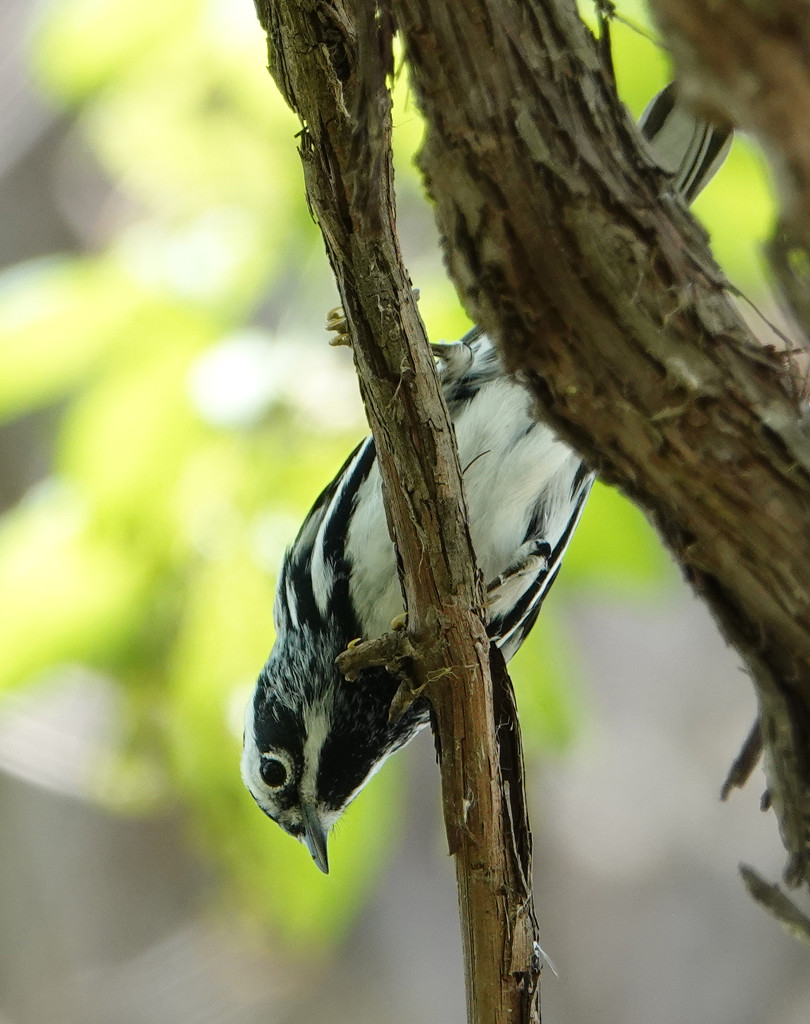 Black and White Warbler by annepann
