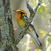 Blackburnian Warbler by annepann