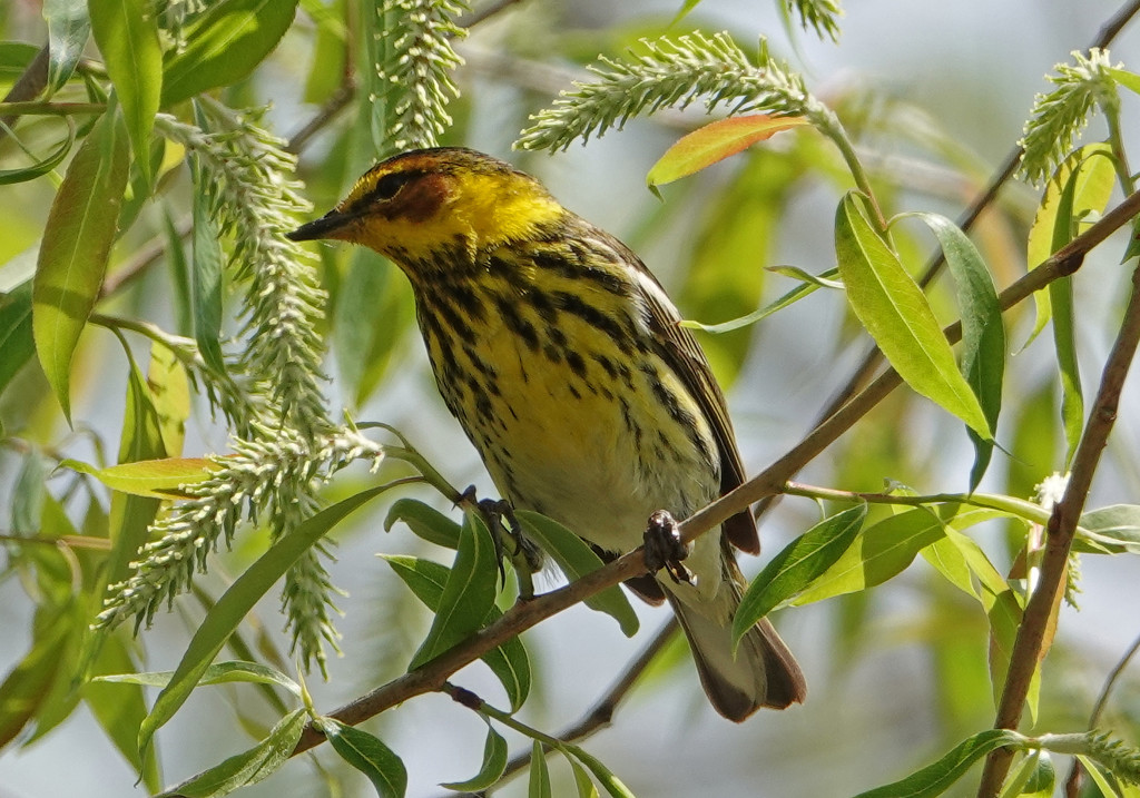 Cape May Warbler by annepann