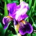 Bearded Iris by yogiw