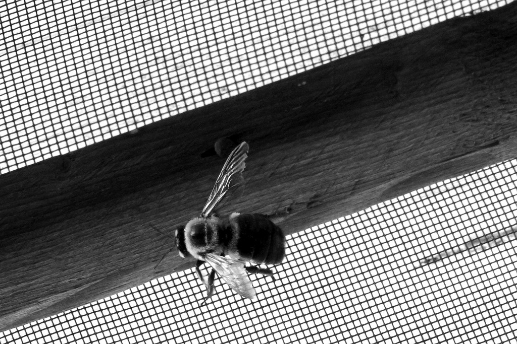 Carpenter Bee by homeschoolmom