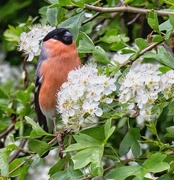 16th May 2018 - Bull Finch in the May Blossom
