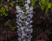 16th May 2018 - Wisteria