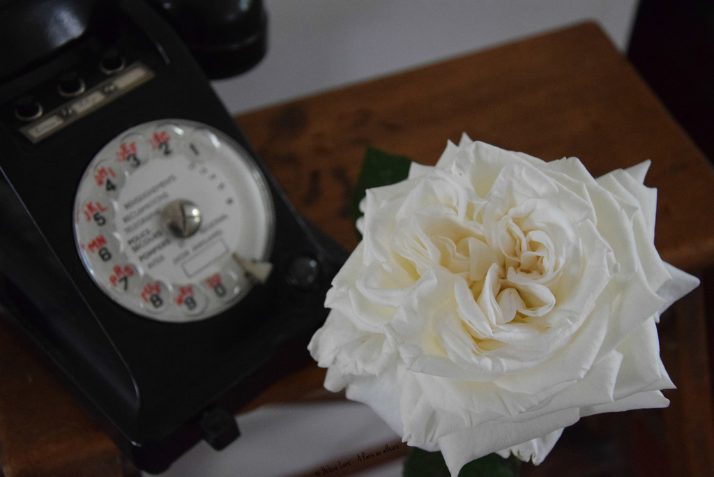white rose by parisouailleurs