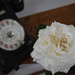 white rose by parisouailleurs