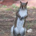 All I need is one nut please.  by maggie2