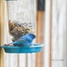 Beautiful Blue Bird by cindymc