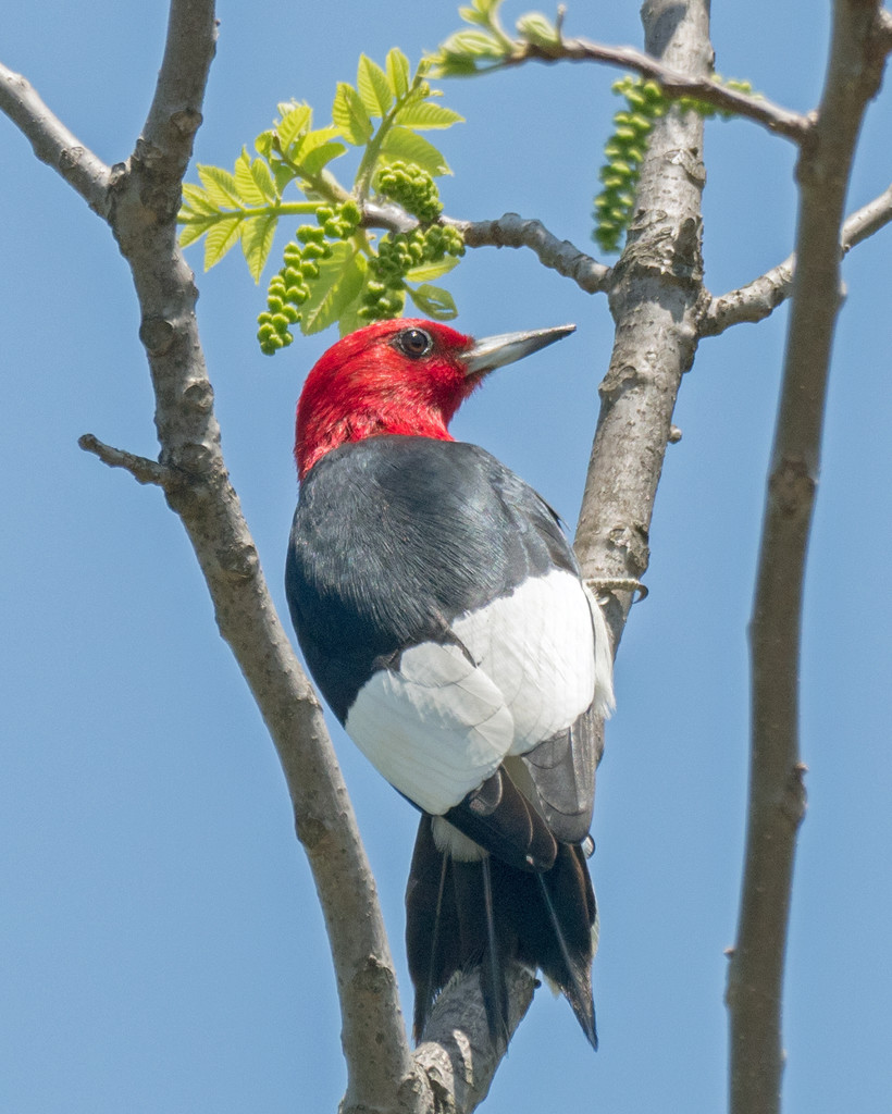 Red Headed Woodpecker by rminer