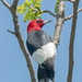 Red Headed Woodpecker by rminer