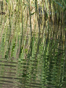 15th May 2018 - Reeds' rippled reflection