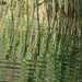 Reeds' rippled reflection by gaf005