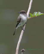 15th May 2018 - LHG_4600-Eastern Phoebe