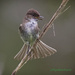 LHG_4576-Phoebe fledgling by rontu