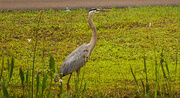 16th May 2018 - Blue Heron by the Roadside!