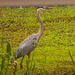 Blue Heron by the Roadside! by rickster549