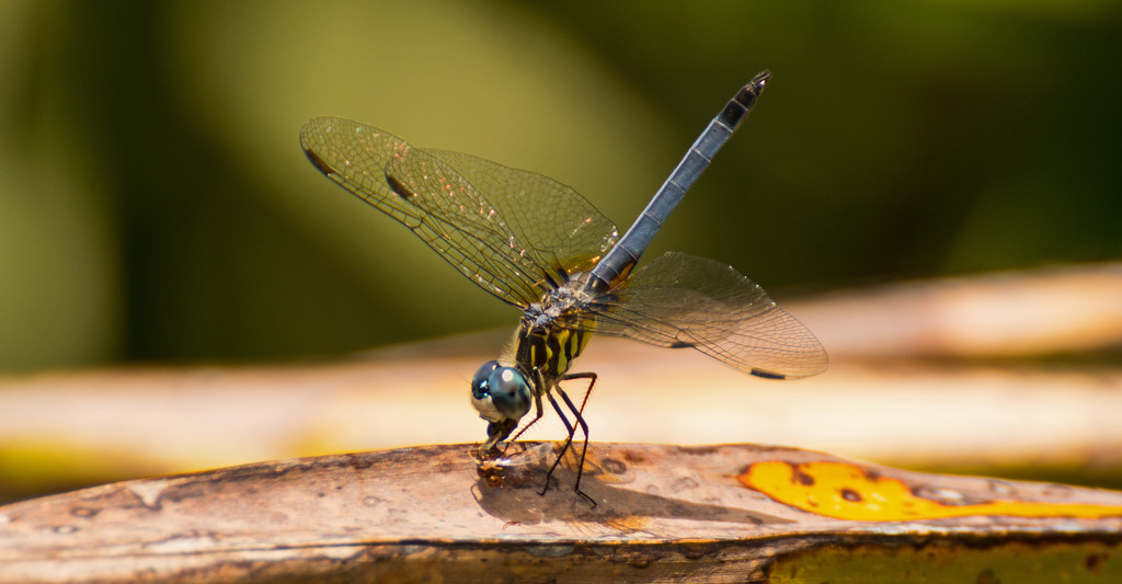 Dragonfly Having Lunch! by rickster549