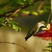 Ms.hummingbird arrives by amyk