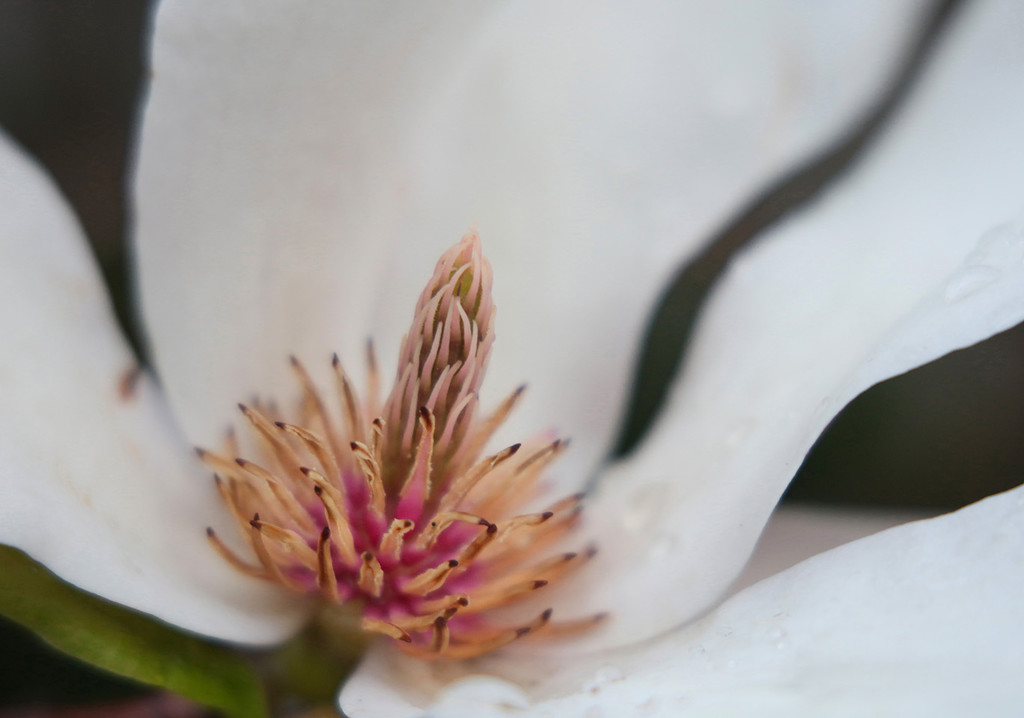 The Magnolia Blossom  by pdulis