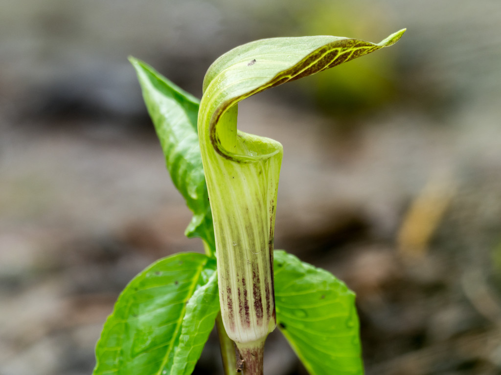 Jack in the pulpit by rminer