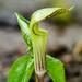 Jack in the pulpit by rminer