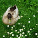 Aylesford Priory: duck in daisies by quietpurplehaze