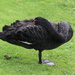 Swan yoga by gilbertwood