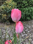 1st May 2018 - Tulip Time 