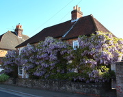 17th May 2018 - Wisteria Cottage