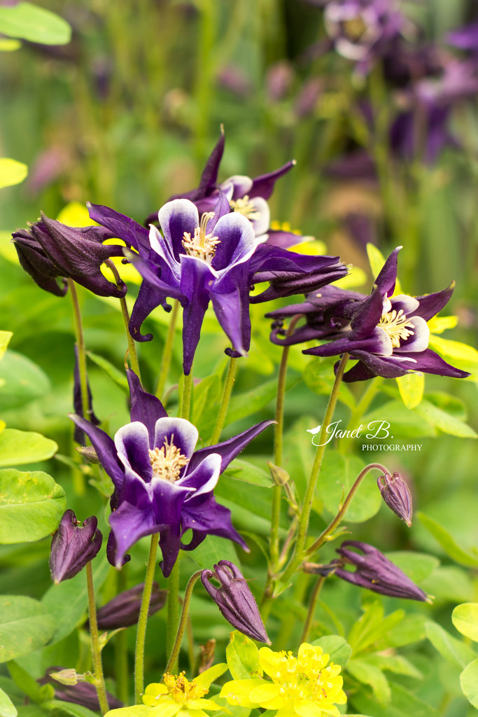 Old Columbine by janetb