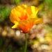 California Poppy by mattjcuk