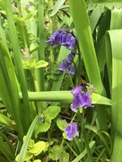 17th May 2018 - Bluebells in the garden