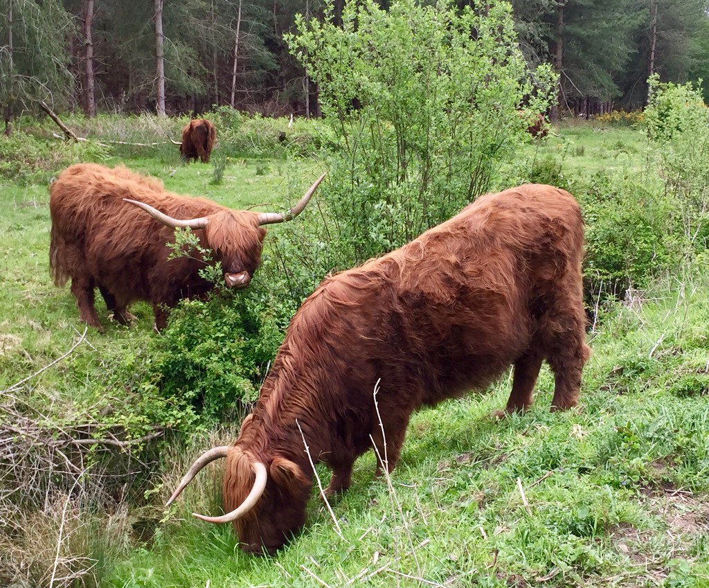 Highland Cattle by gillian1912