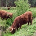 Highland Cattle by gillian1912