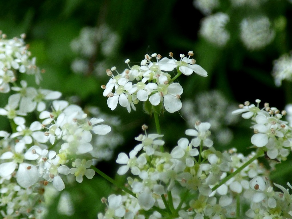 Cow Parsley by julienne1