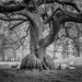Gnarly Tree ...& sheep by ellida