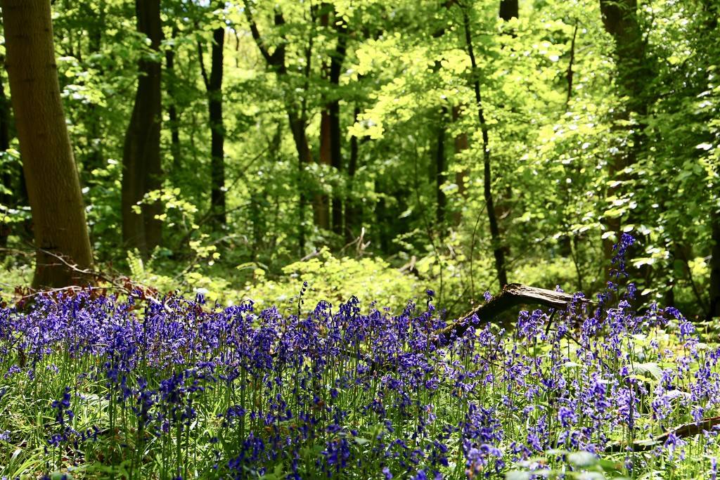 Bluebell Wood by phil_sandford