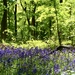 Bluebell Wood by phil_sandford