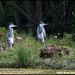 Meet the young herons by rosiekind