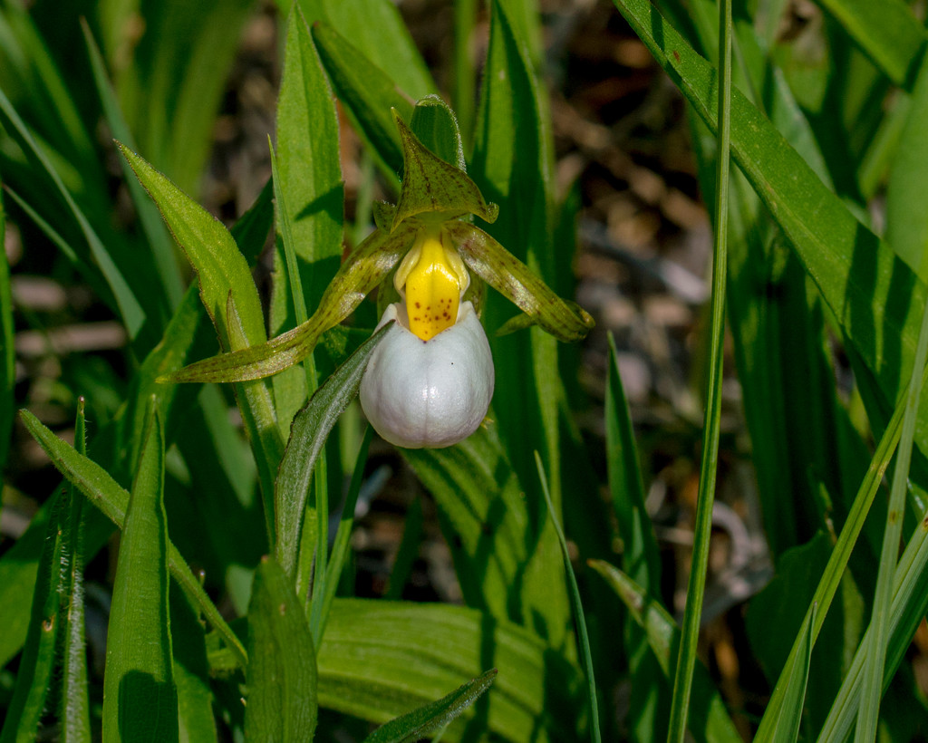 lady slipper orchid landscape by rminer