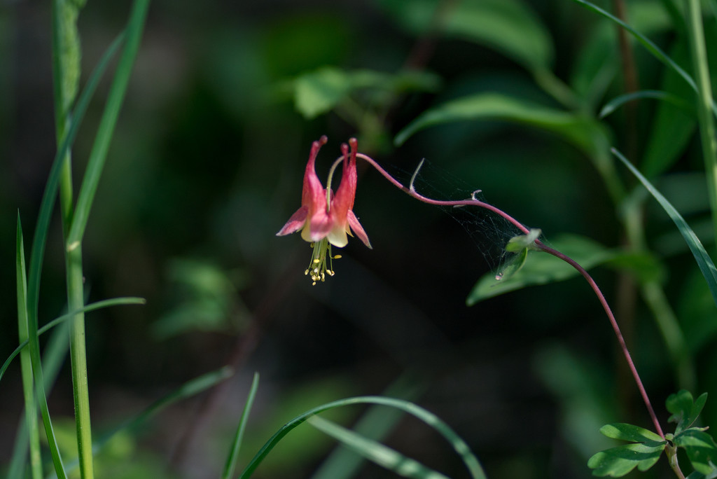 Red Columbine king by rminer